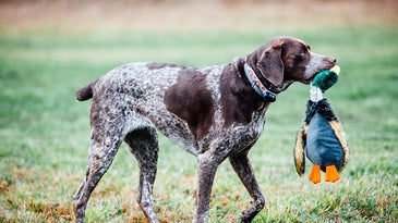 hunting dog with stuffed duck