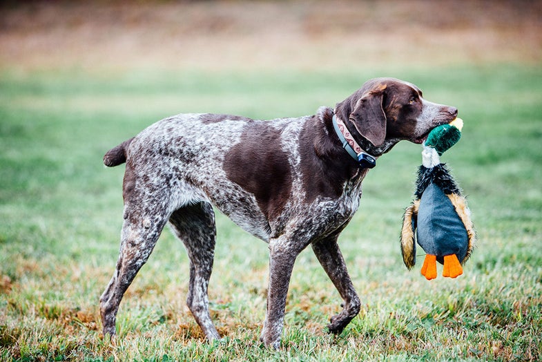 hunting dog with stuffed duck
