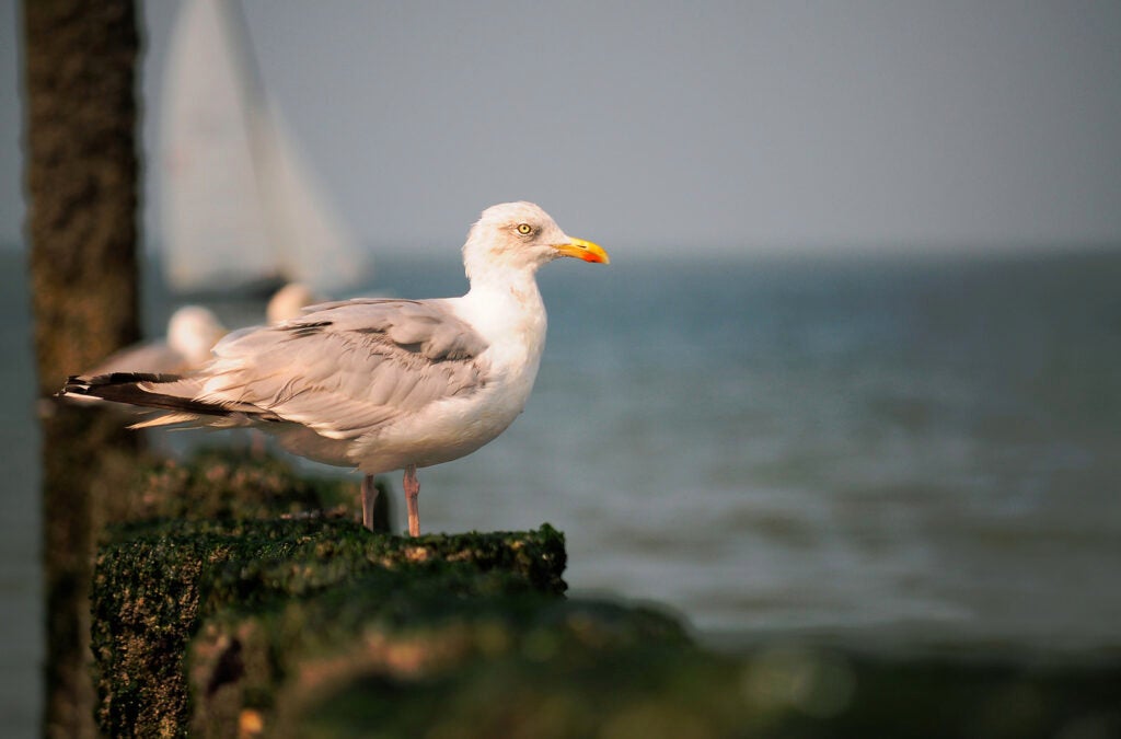 Today's Photo of the Day comes from Andy Kratzi and was taken in the Netherlands. Andy used a Nikon D90 with a 55.0-200.0 mm f/4.0-5.6 lens at 1/1000 sec, f/5.6 at ISO 200 to capture this grey seagull staring into the sea. See more of Andy's work <a href="http://www.flickr.com/photos/chiemigau69/">here. </a>