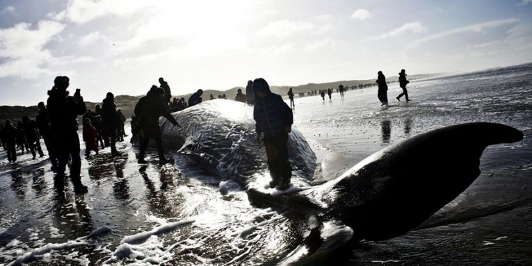 Photojournalism of the Month: February 2014