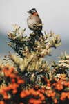 Rufous-collared Sparrow