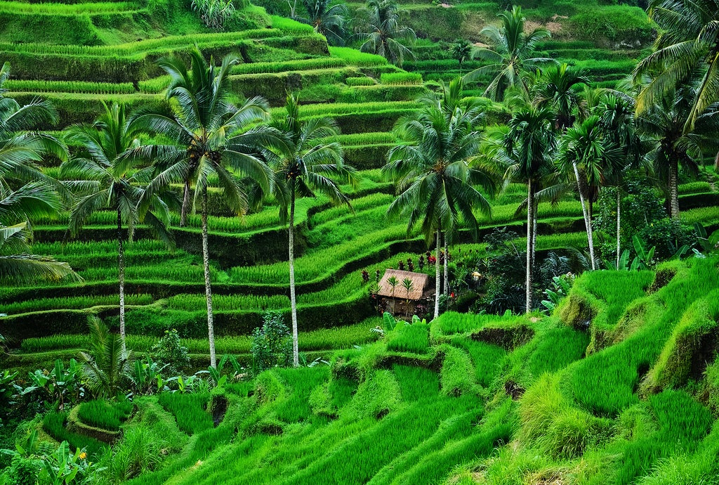 Raung Binaia made today's Photo of the Day in Bali, Indonesia, with a Nikon D7000. See more work <a href="http://www.flickr.com/photos/raungbinaia/">here</a>. If you'd like your work considered for Photo of the Day, submit it to <a href="http://www.flickr.com/groups/1614596@N25/">our Flickr Group</a>.