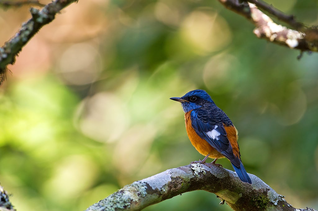 Blue-capped Rock Thrush in its environment