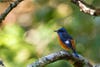Blue-capped Rock Thrush in its environment