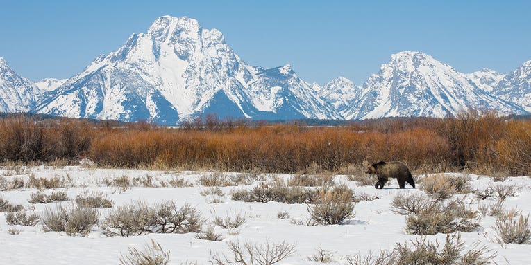 How to photograph grizzly bears without getting mauled