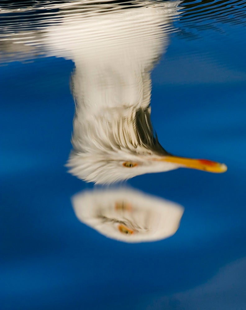 Herring Gull Norway