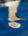 Herring Gull Norway