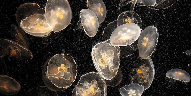 How To: Photograph Jellyfish In an Aquarium Setting