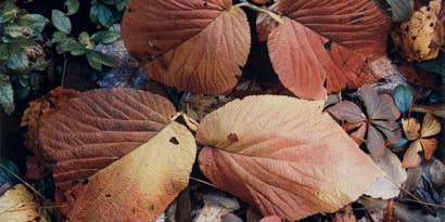 Influential Nature Photographers Featured in New Exhibition