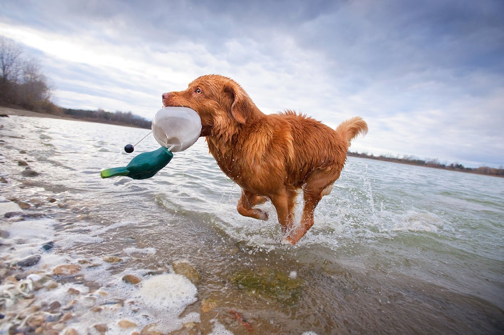 Morleigh, Nova Scotia Duck Tolling Retriever