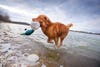 Morleigh, Nova Scotia Duck Tolling Retriever