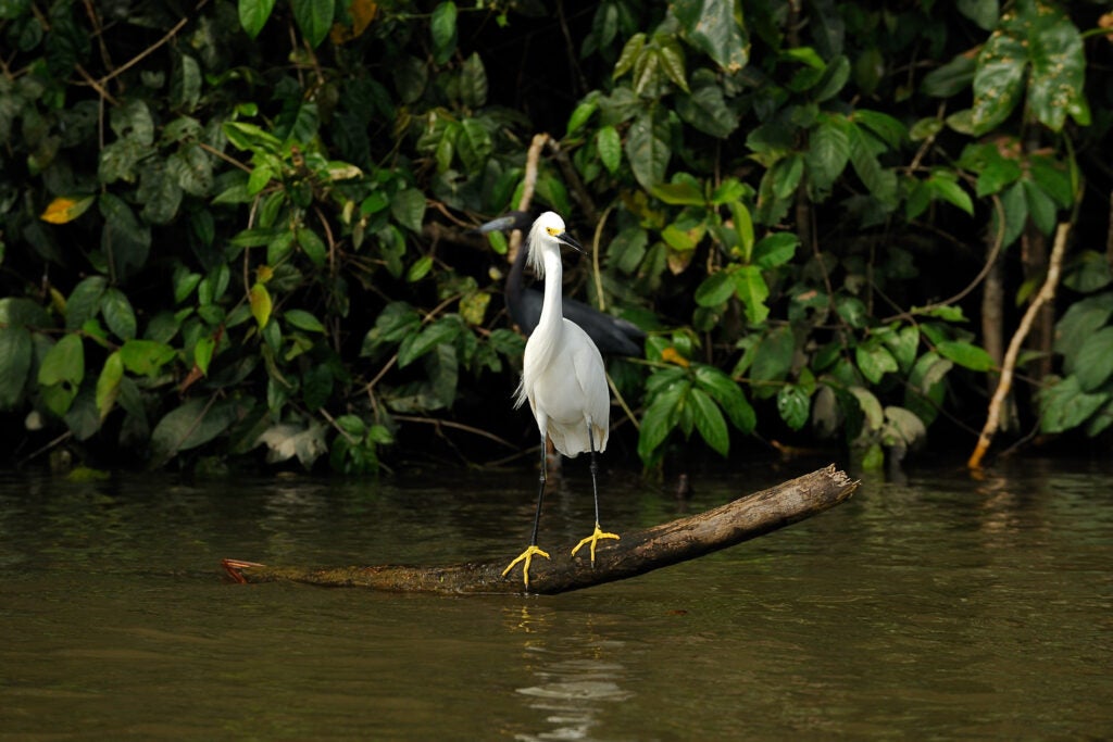 20100204_bd_costarica-0073.jpg