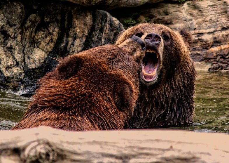 When and where was the photo taken? The Bronx Zoo, last month.What camera was used? Canon EOS Rebel T3i.Tech specs: ISO 500, 1/300 sec at f/7.1.Description: I was lucky enough to capture these two Brown Bears playing together at the zoo. Amazing. See more of Gina's work here. Want to see your photo picked as our Photo of the Day? Submit it HERE.