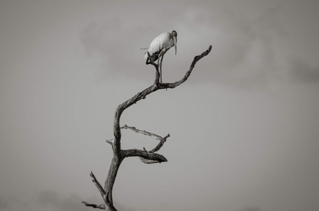 This wood stork was perched up high on a dead tree. I don't do B&W often but this photo seemed a good fit.