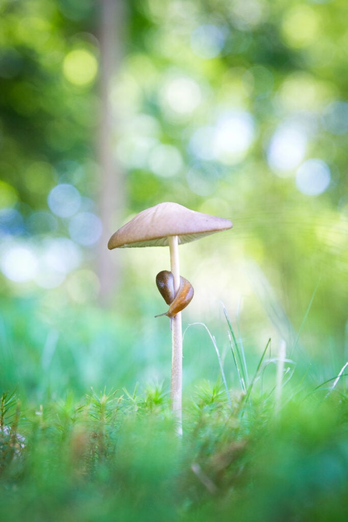 Slug on a Mushroom