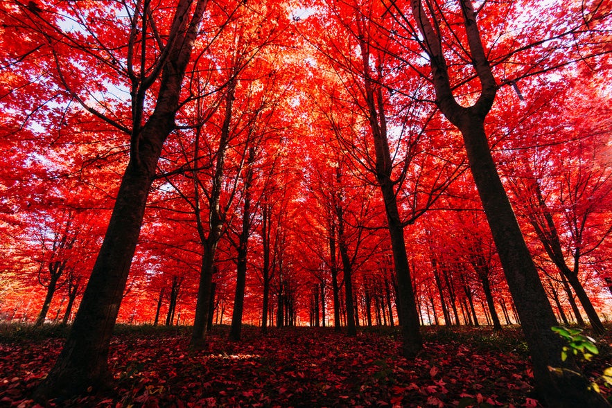 Today's Photo of the Day was taken by Stephen Ozga in Olathe, Kansas. Stephen photographed the changing colors of the maple trees using a Sony NEX-6 E 10-18mm F4 OSS. See more of his work<a href="http://www.flickr.com/photos/91209166@N05/"> here.</a>