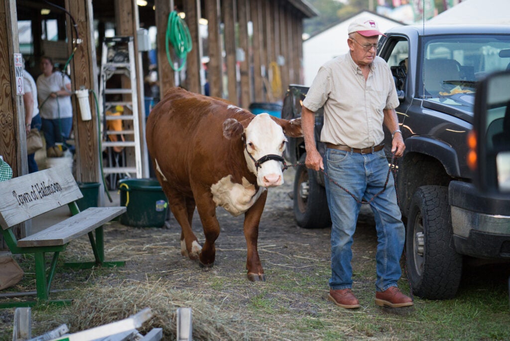 A guy walking his cow to the trailer.