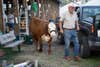 A guy walking his cow to the trailer.