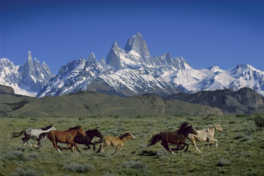 Wild-horses-below-Fitz-Roy-Patagonia-Argentina