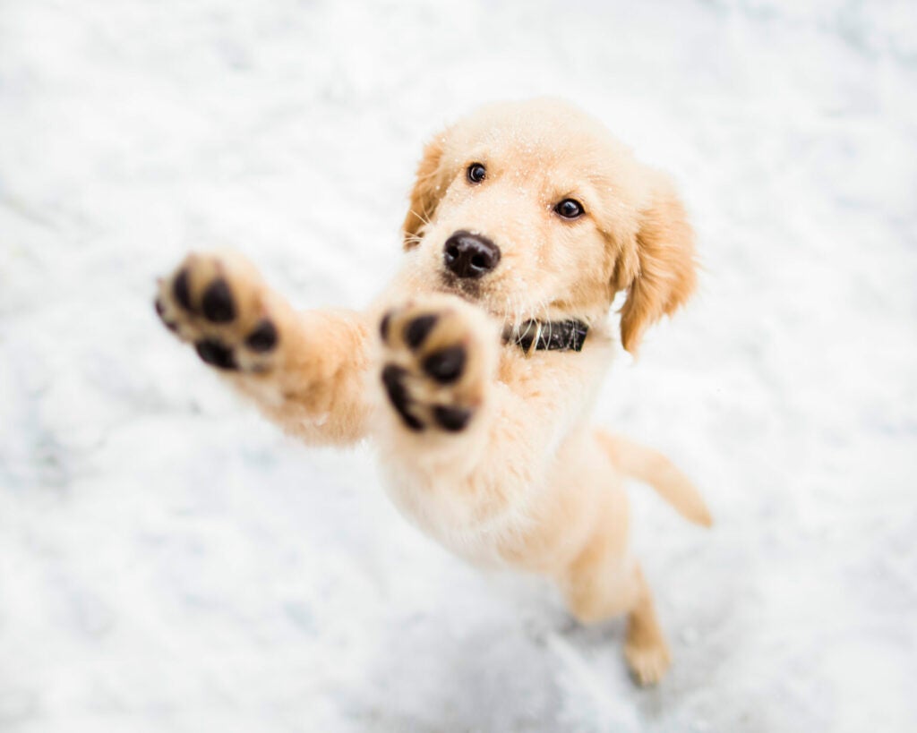 Catching Snowflakes