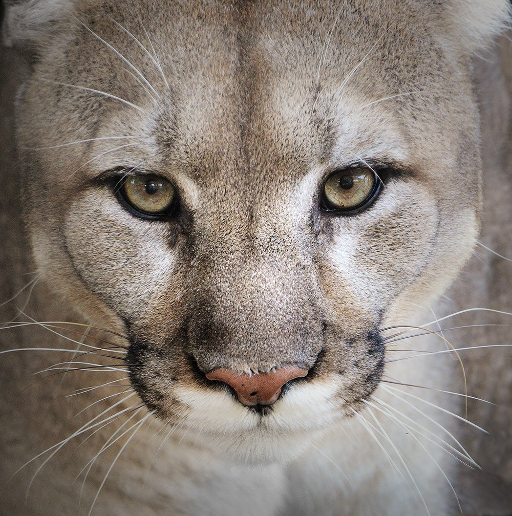 Cougar