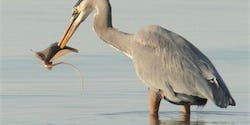 Amateur Photographer Captures First Proof That Herons Eat Stingrays