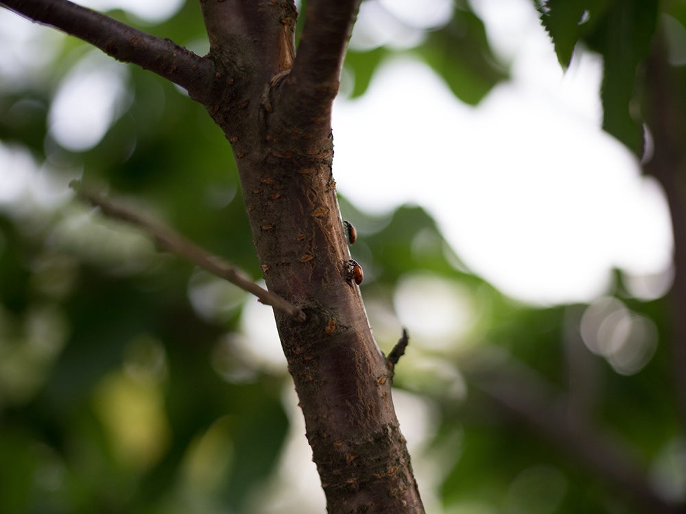 ladybugs on a branch