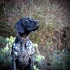 young hunting dog