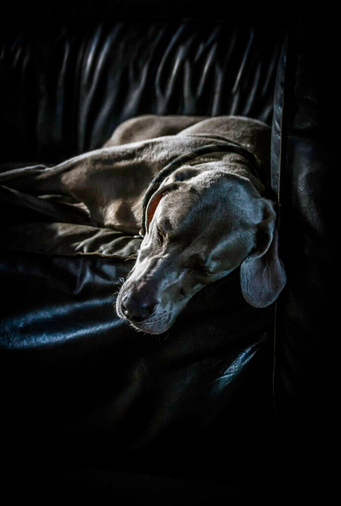 Photo: Katie Dennison This is Boo, the Weimaraner. She belongs to my aunt and uncle in Michigan, and she is a big bundle of energy, so capturing this image of her in a deep sleep is rare! Weimaraners are such beautiful dogs, and Boo is one of our favorite furry friends!