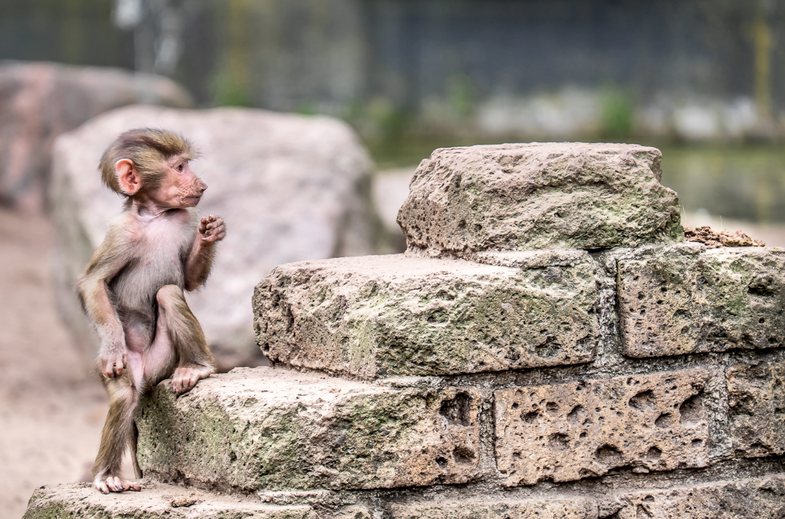 monkey on some bricks