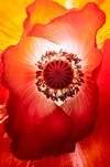 light of the poppy.jpg