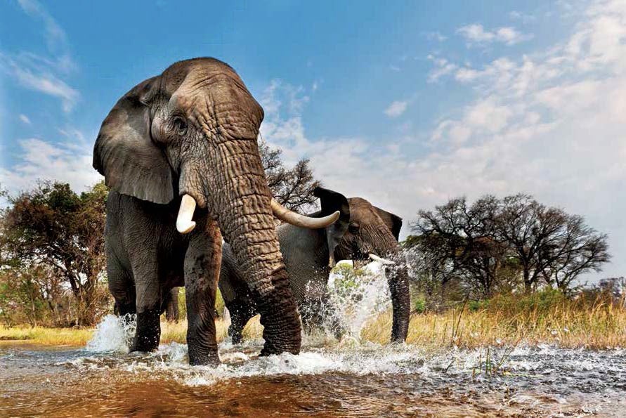 African Elephants, Okavango Delta, Botswana