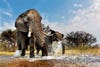 African Elephants, Okavango Delta, Botswana