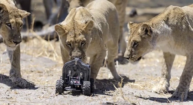 lion camera