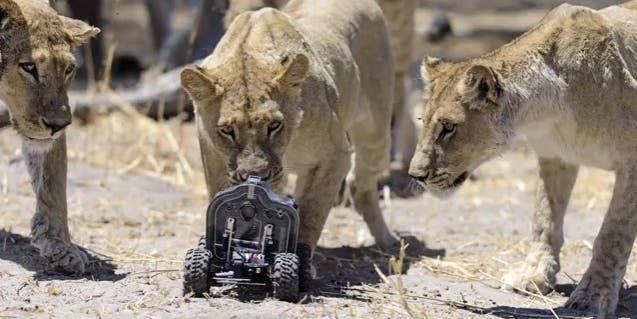 A Remote-Controlled Nikon D800E Has a Run-in With a Pride of Lions