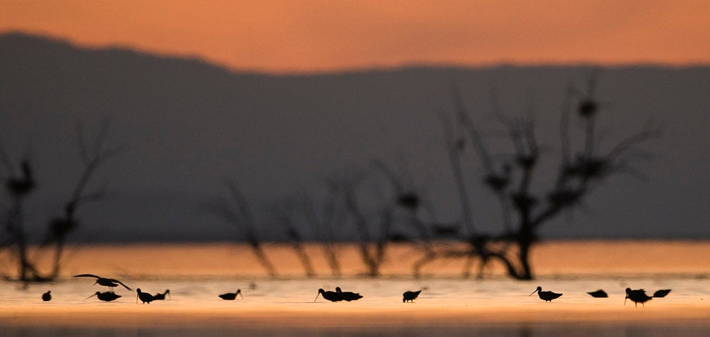 Waders on the Salton Sea California