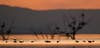 Waders on the Salton Sea California