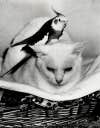 cockatiel on white cats head