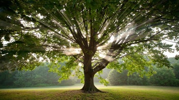 Trunk Show: Shooting America’s Endangered Trees