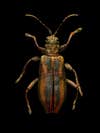 Common reed beetle