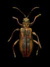 Common reed beetle