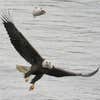 Today's Photo of the Day comes from Fred Roe in Conowingo, MD. Roe captured this eagle in flight using a Nikon D7100 with an 80.0-400.0 mm f/4.5-5.6 lens, a 1/1000 sec shutter speed at f/8 and ISO 2000. See more of Roe's work <a href="http://www.flickr.com/photos/70295563@N00/">here.</a>