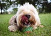 yorkshire terrier playing