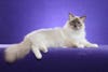 birman-artie.jpg