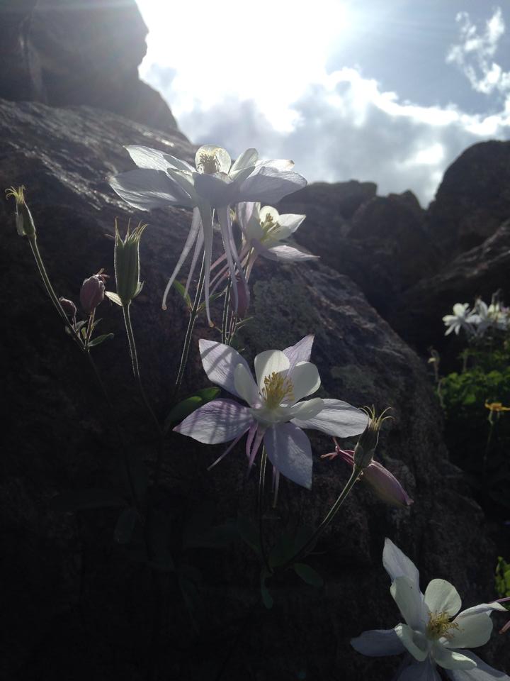 Sunshine, Rocks, and Flowers