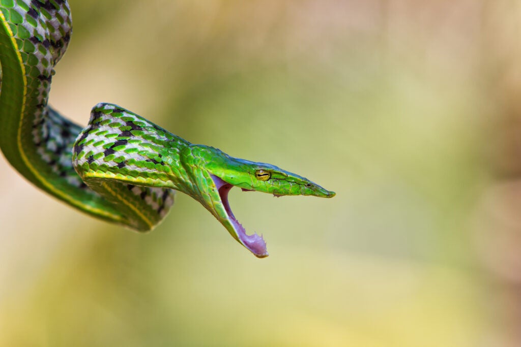 Green vine snake (Ahaetulla nasuta)