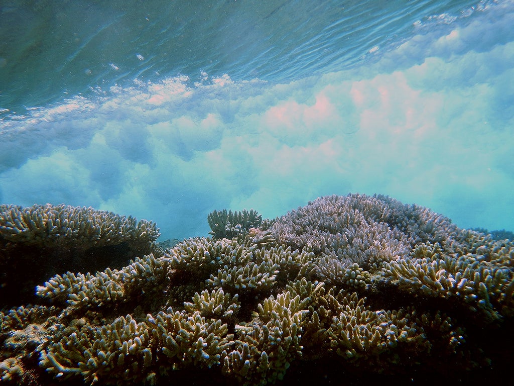 Today's Photo of the Day comes from Curt Storlazzi, a research oceanographer for the U.S. Geological Survey. This underwater image was taken in Kwajalein Atoll in the Republic of the Marshall Islands and shows a wave breaking over a section of coral reef. A healthy coral reef <a href="http://dx.doi.org/10.1038/ncomms4794">can help reduce the wave's energy </a>by the time it reaches the shoreline, to prevent island flooding. See more images from the U.S. Geological Survey <a href="https://www.flickr.com/photos/usgeologicalsurvey/">here.</a>