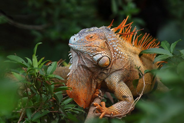 Photographer Jim Cumming captured today's Photo of the Day while traveling in central Costa Rica. "We stopped for a drink in some small town and there by the side of the road a gigantic green iguana—yikes," he writes. Cumming used a Canon EOS 7D Mark II with an EF 70-200mm f/2.8L IS II USM lens at 1/5000, f/4 and ISO 800 to catch this shot of the large lizard. See more of his work <a href="http://www.flickr.com/photos/8721305@N05/">here.</a>