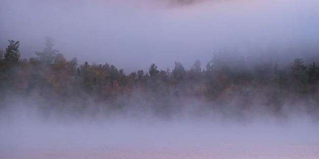 New York, Forever Wild New York, Forever Wild