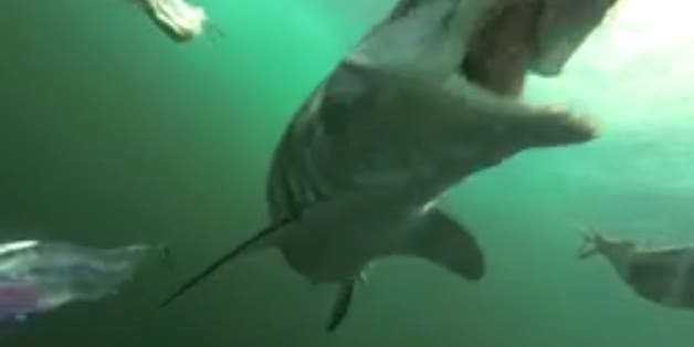 Watch a Shark Try and Eat a GoPro